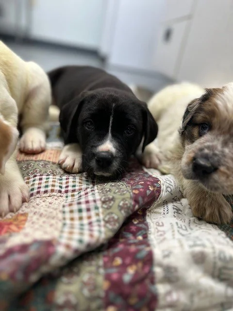 Abandoned puppies from Oxford, Mississippi