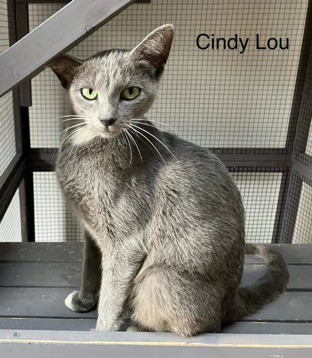 Cindy Lou and kittens