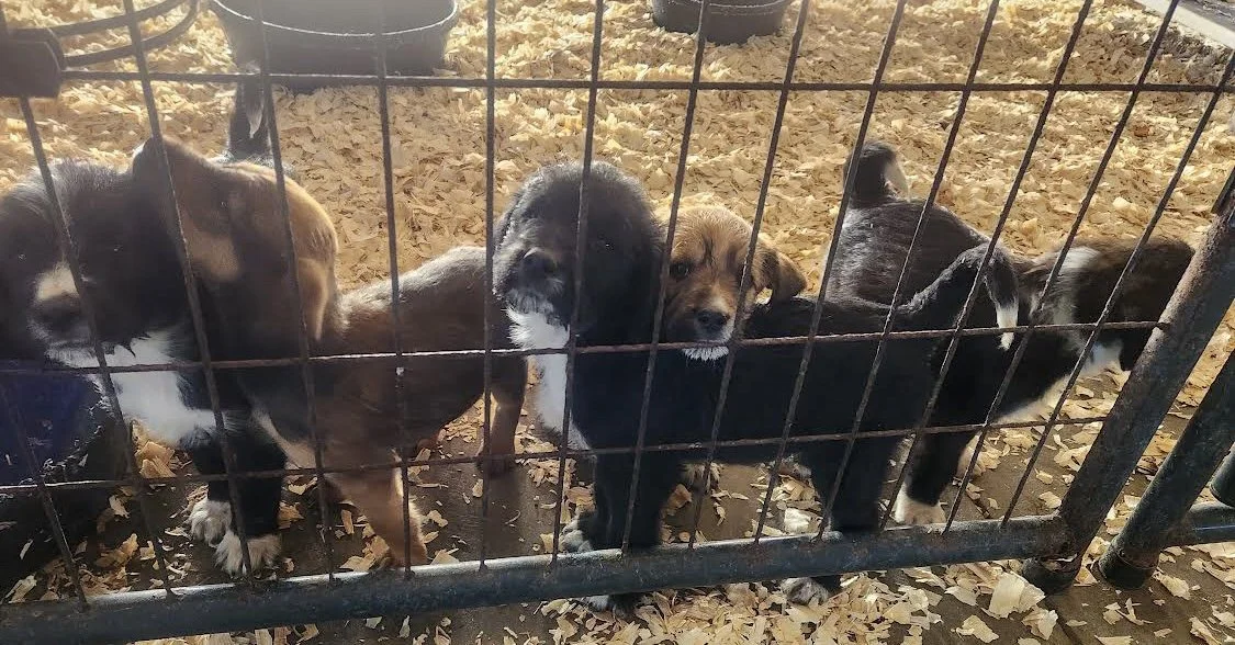 Unwanted Litter Surrendered in Arkansas
