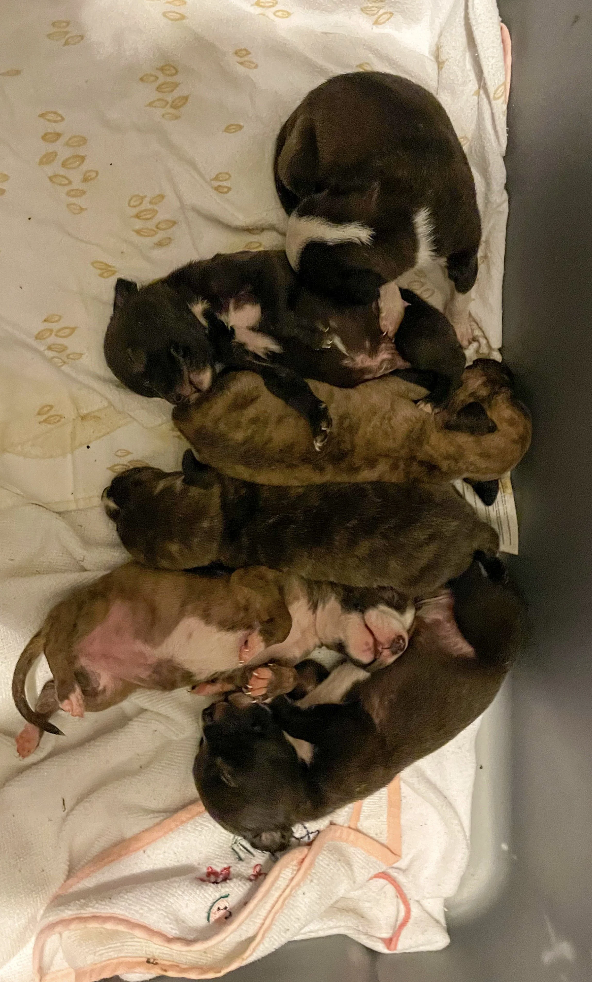 Babies less than 2 weeks old, left abandoned 