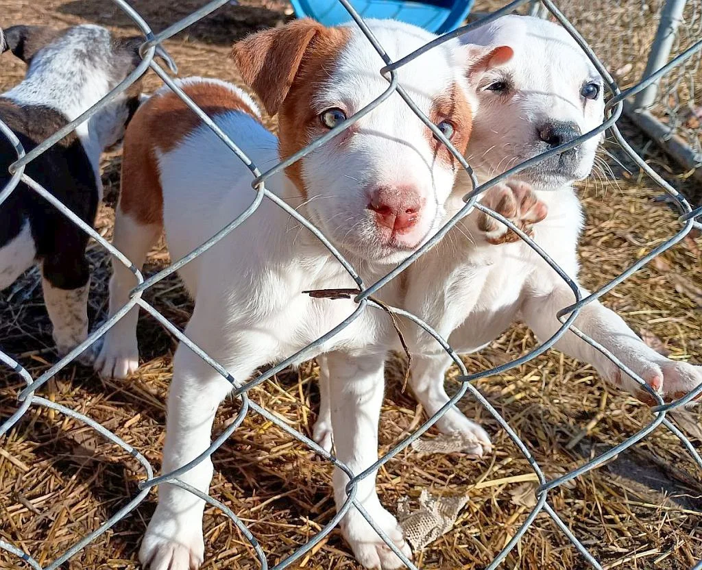 Unwanted litter in rural Arkansas