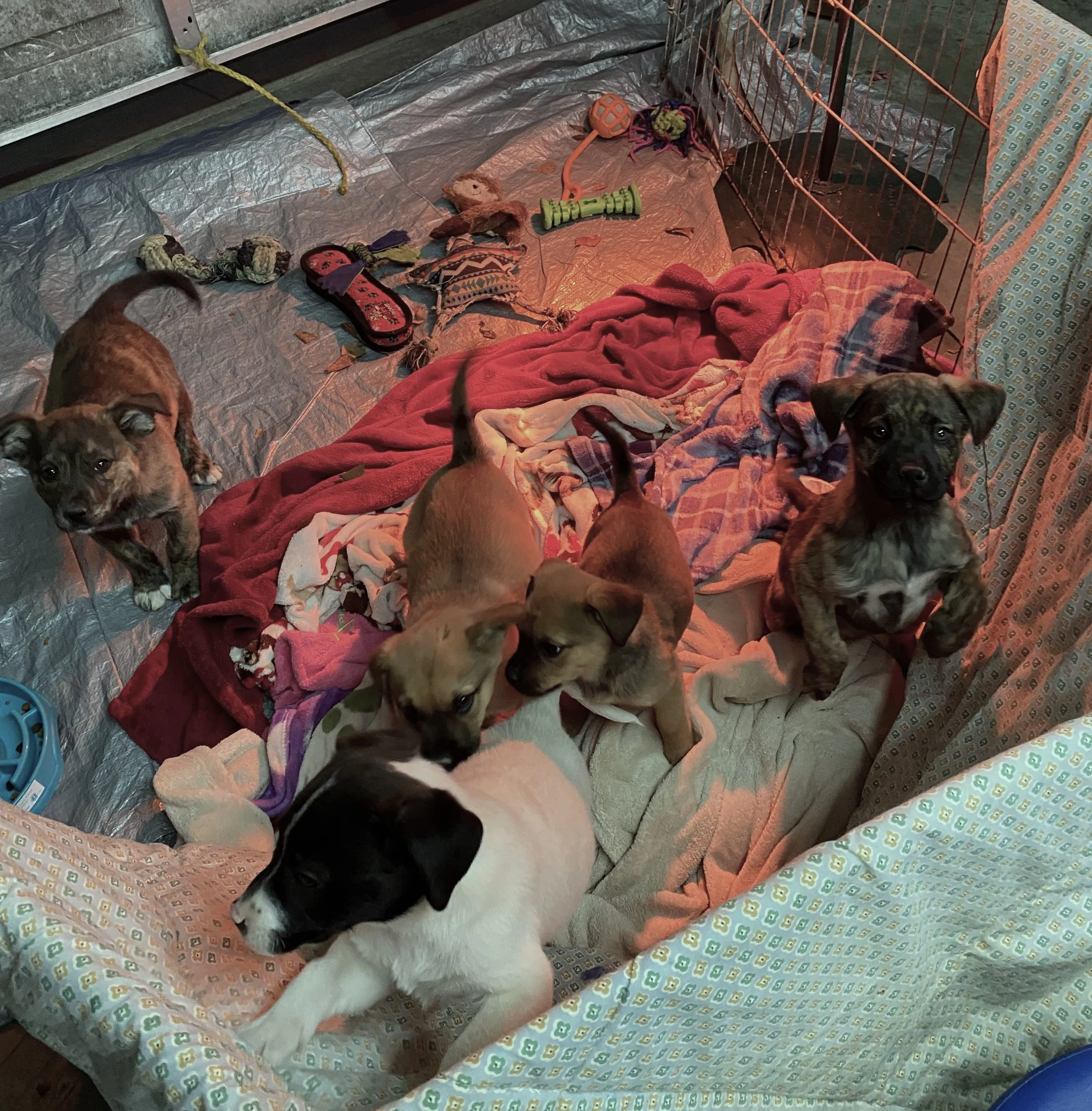 Pups from Cleveland, Mississippi