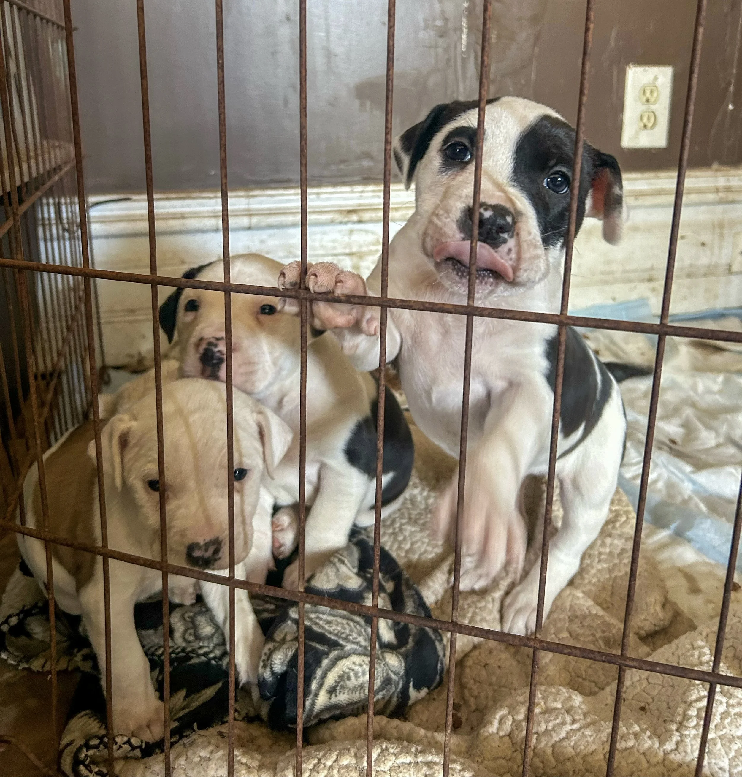 Pregnant mom, from Corning Arkansas