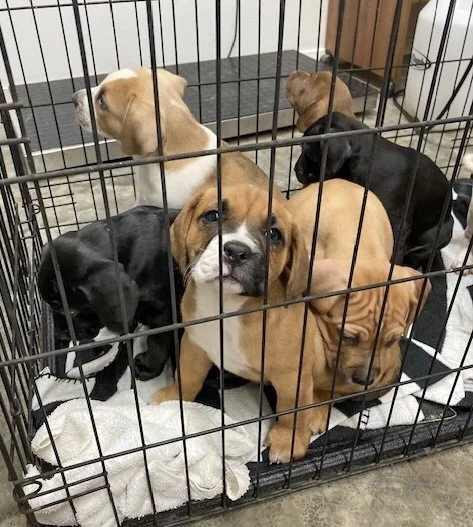 Two female strays found under a porch