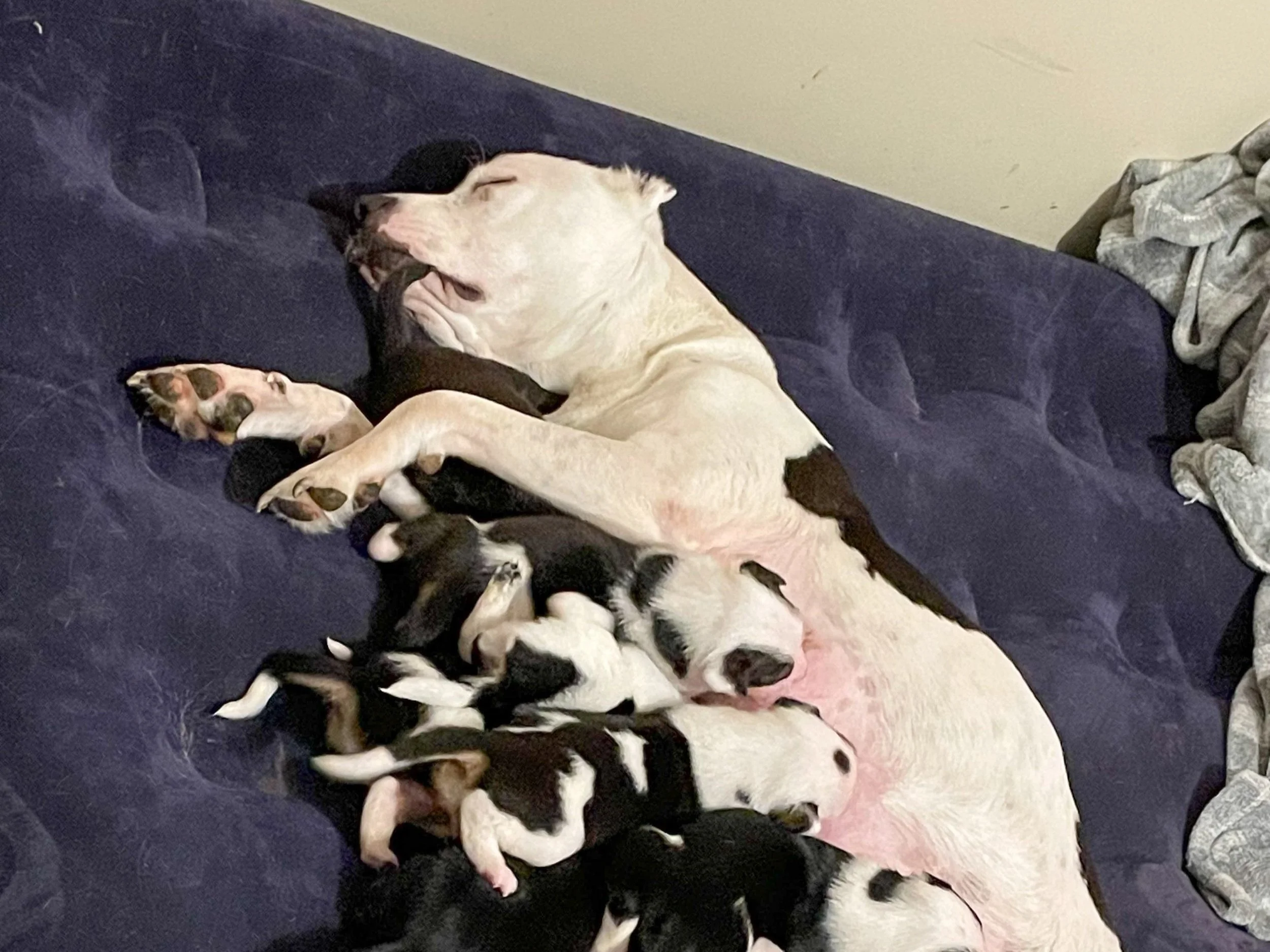 Pregnant mom found on rural road-Arkansas