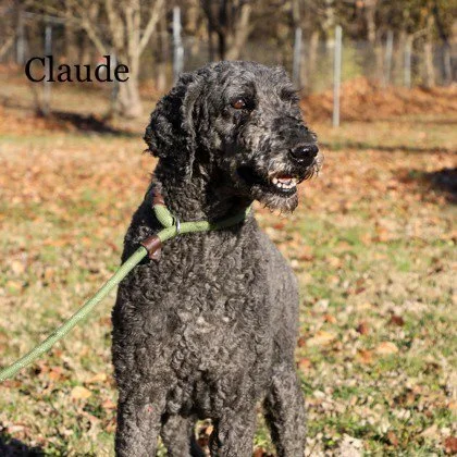 32 dogs taken in from Missouri breeder