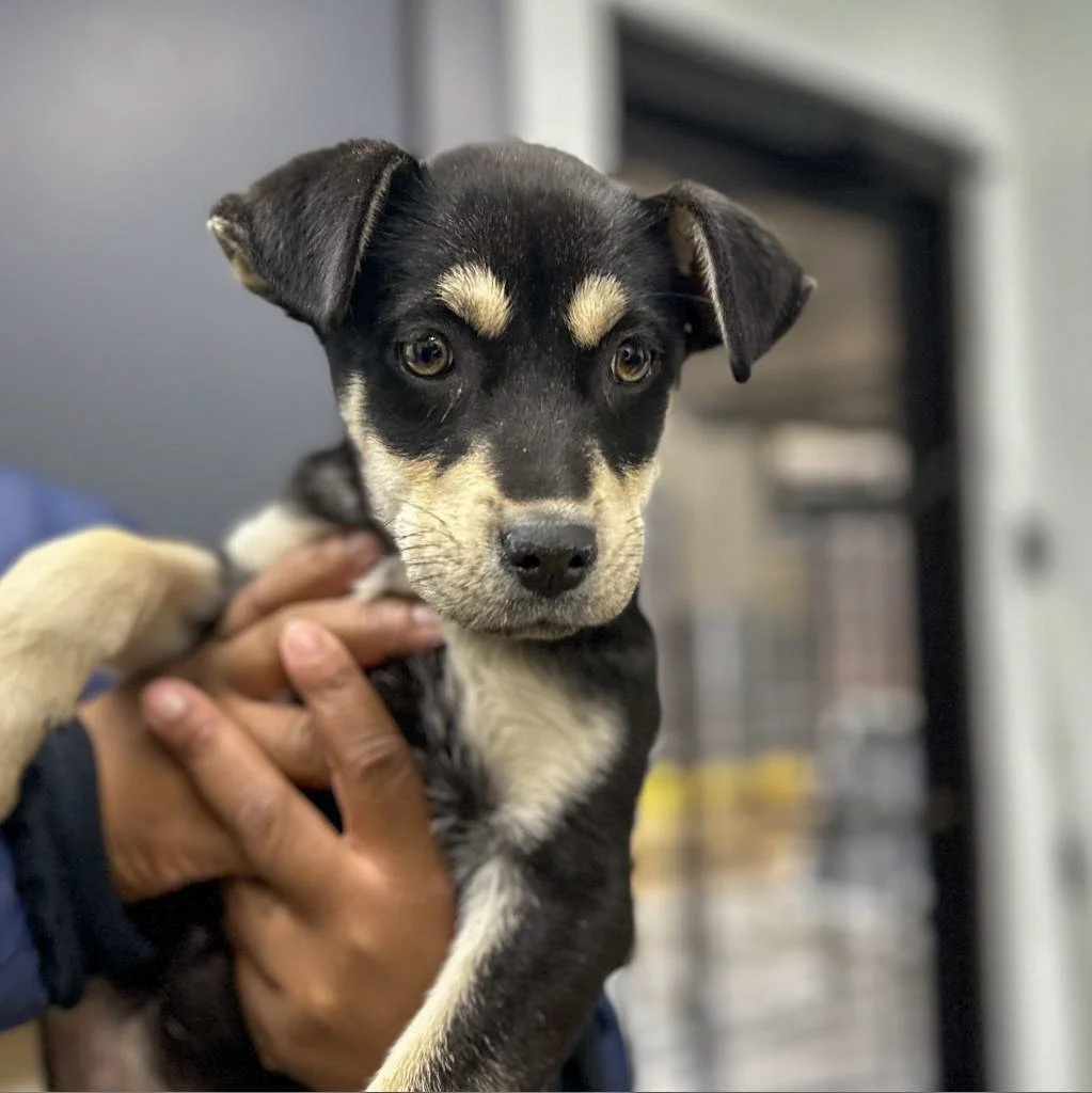 Vixie from Oxford, Mississippi