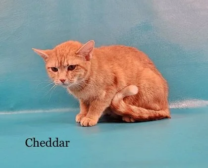 Cheddar, the pregnant stray found in Southern IL.
