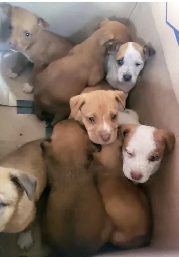 Eight abandoned babies