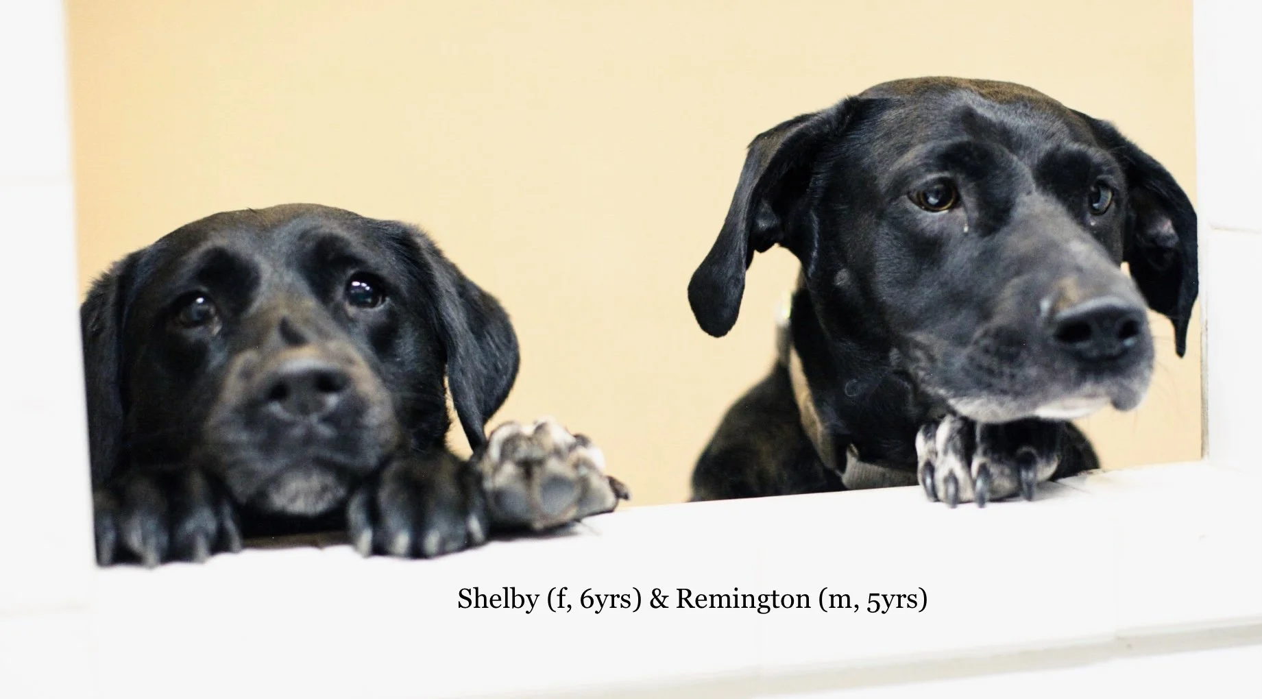 Wright-Way Rescue’s Lifetime Commitment - Shelby &amp; Remington