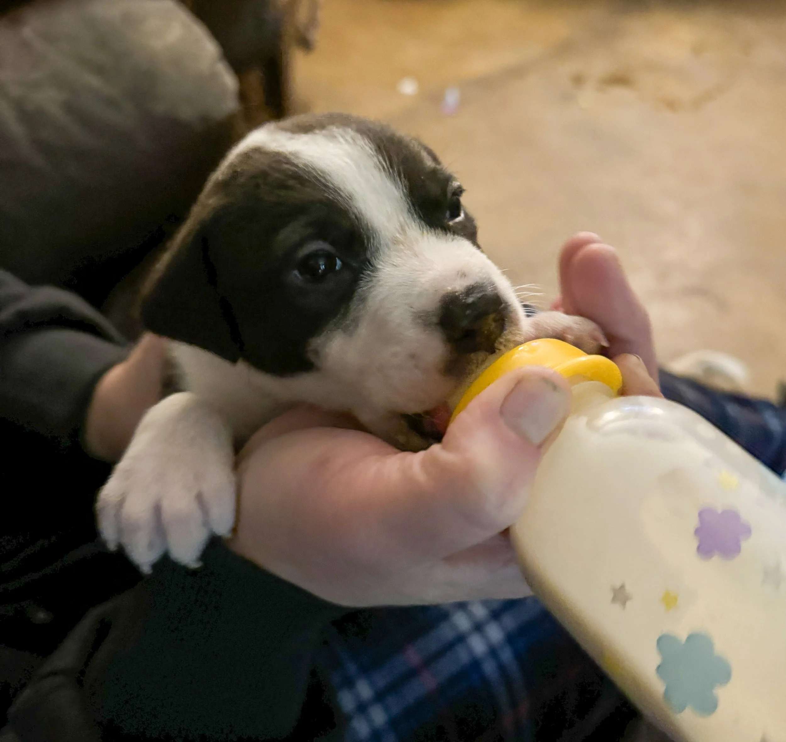 Zayne, left abandoned in Arkansas