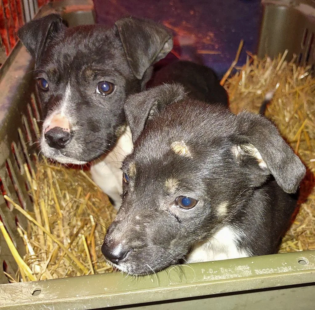 Ford and Freya from Arkansas