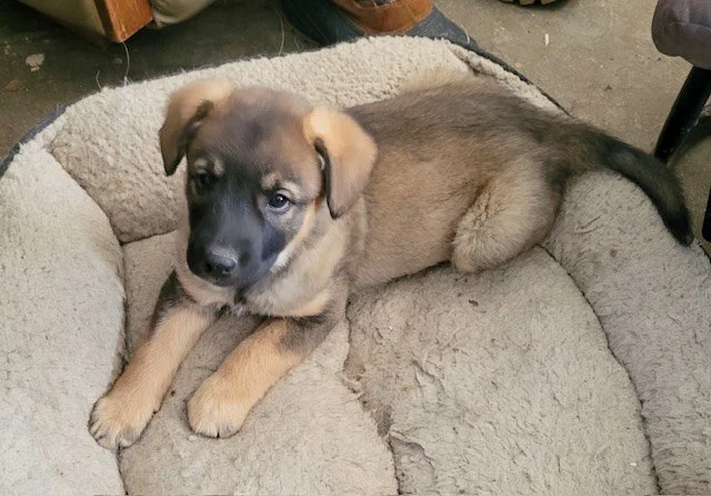 Holly and Tilly, found abandoned in Arkansas