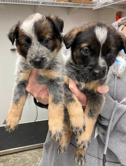 Stolen momma dog, and puppies surrendered to our rescue 