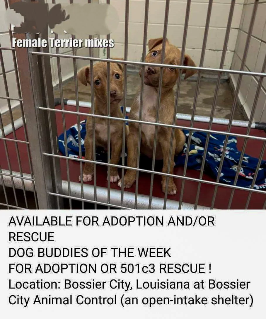 Little pups taken from Animal Control in Louisiana