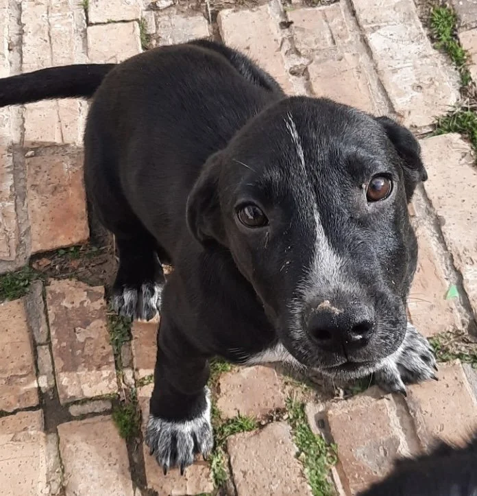 Puppy abandoned on a backroad in Texas
