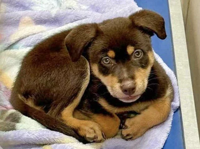 Turner: Puppy found in Bossier City Animal Control