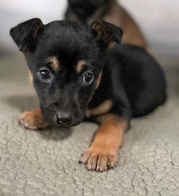 I-litter puppies from Mississippi