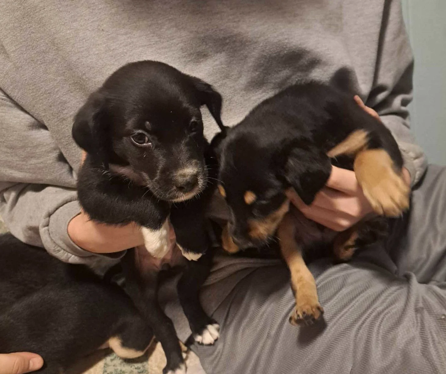 Small puppies abandoned in Southern IL. 
