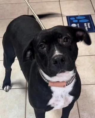 Marigold and Puppies