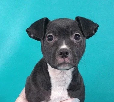 Willow from Mississippi