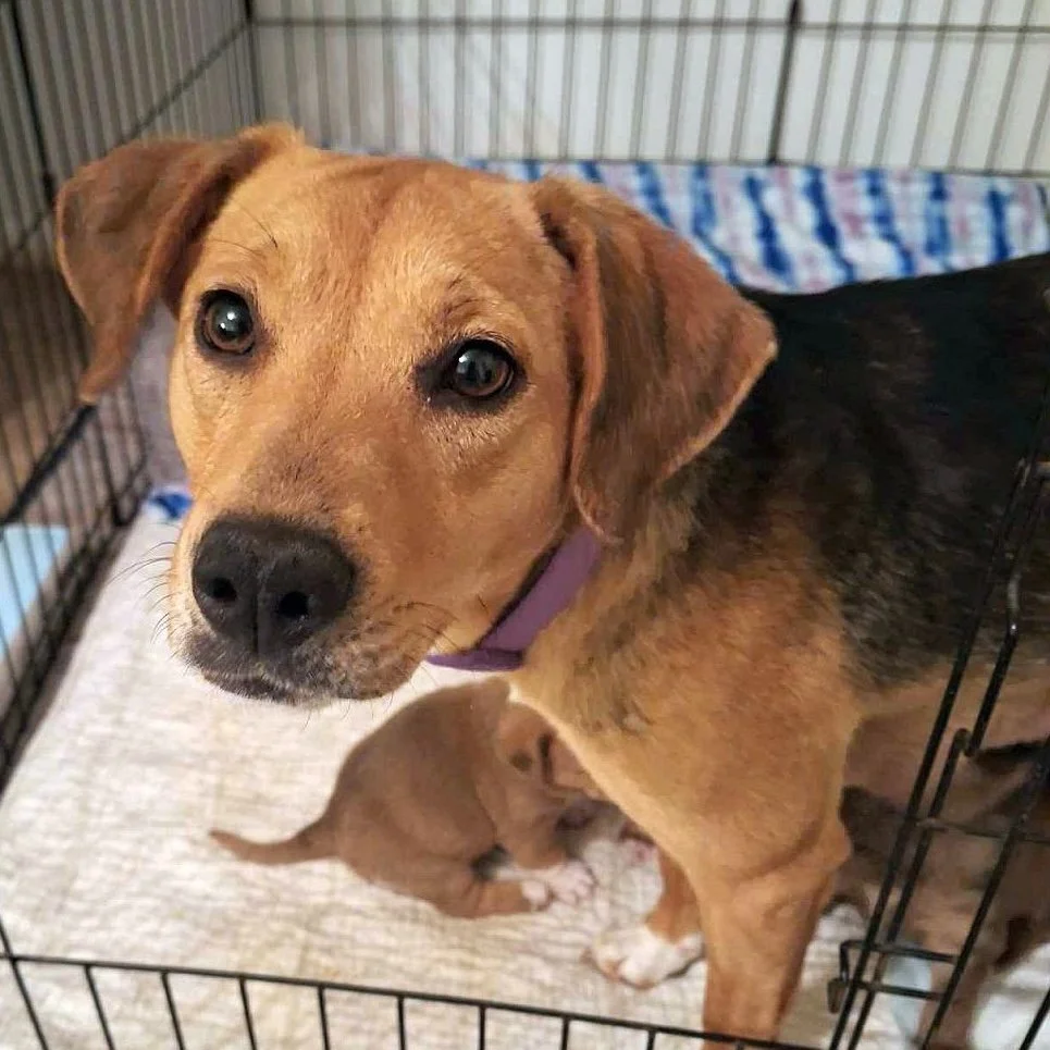 Momma and puppies found