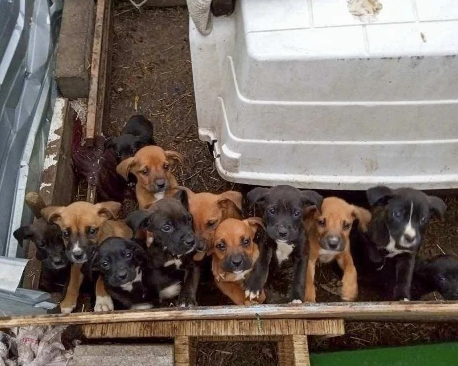 12 surrendered puppies