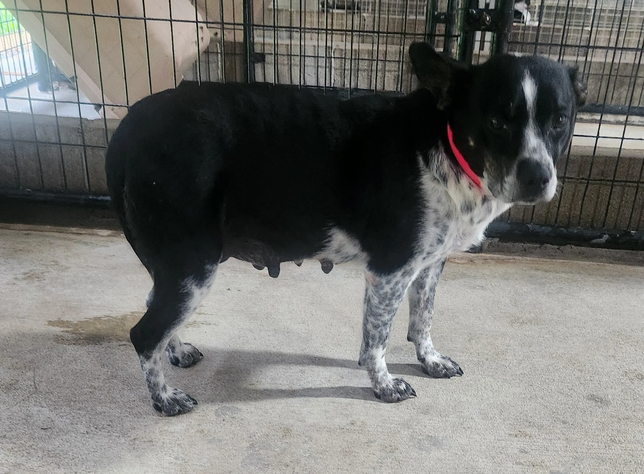 Momma Denise and her puppies