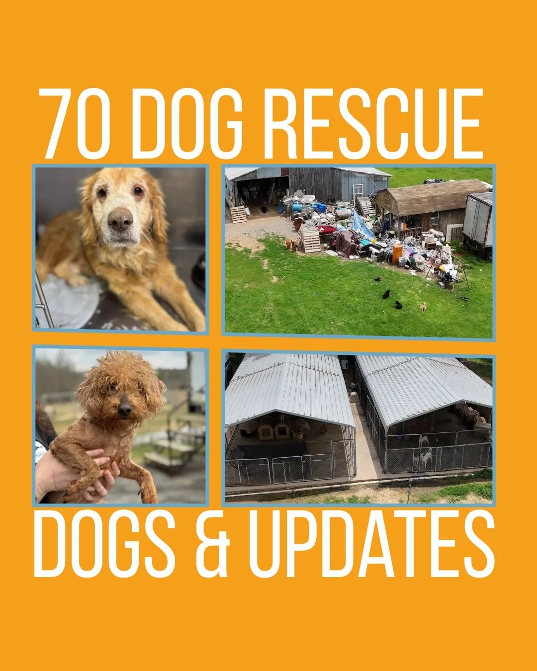 70 Dog Rescue-4.jpg