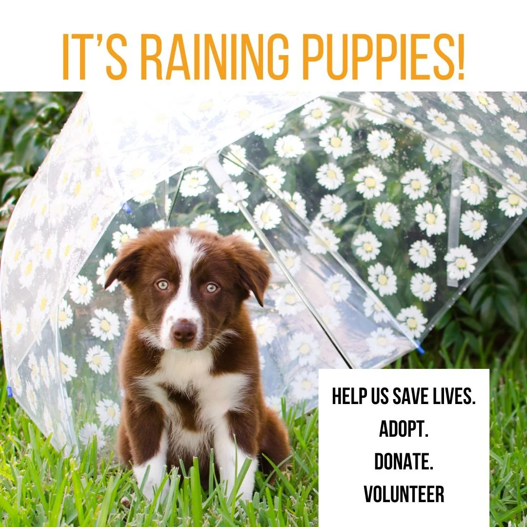 it’sraining puppies! fosters needed now!-4.jpg