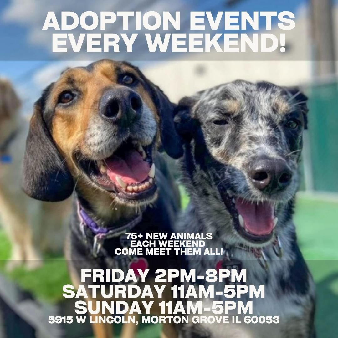 Adoption Event.jpg