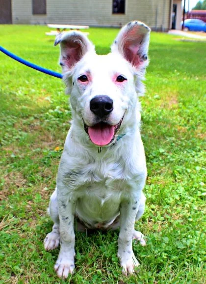 Dottie.jpg
