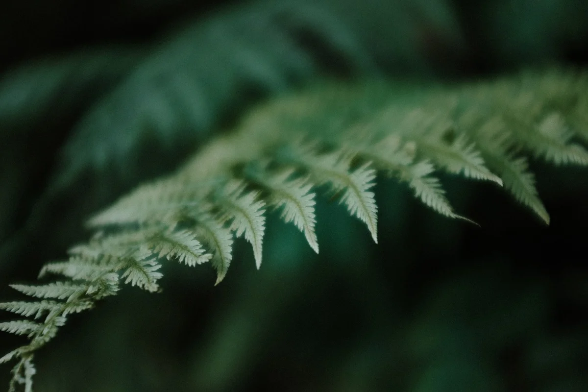 DSCF6226.jpg