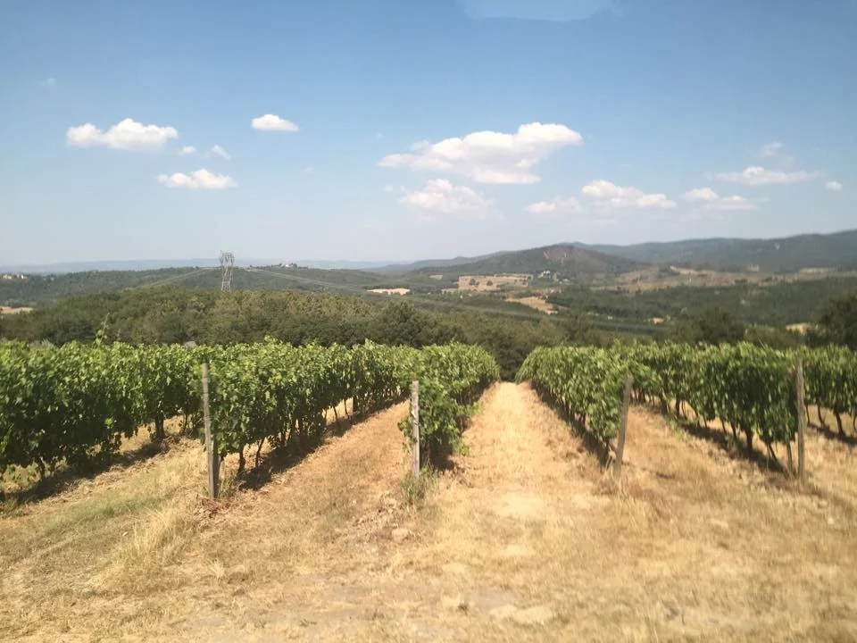 Vineyards near Castello De Casole, Tuscany 2014