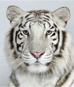 ANIMAL.gif