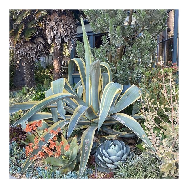 A beautiful afternoon on a site visit to Sunnyside Conservatory - a San Francisco landmark...that has a gargantuan plant with a lot of personality... #sanfrancisco #gardens #gazebo #landmark #parks #history #california