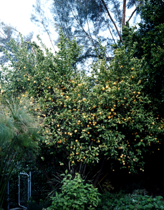 ORANGE TREE