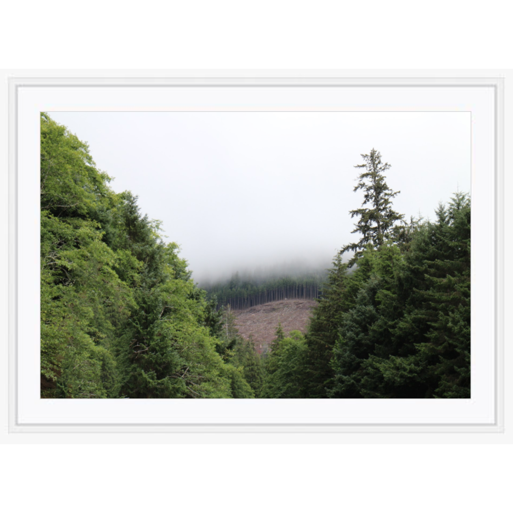 Copy of "The Oregon Fog" photo with white gallery frame by Emily Roggenburk.