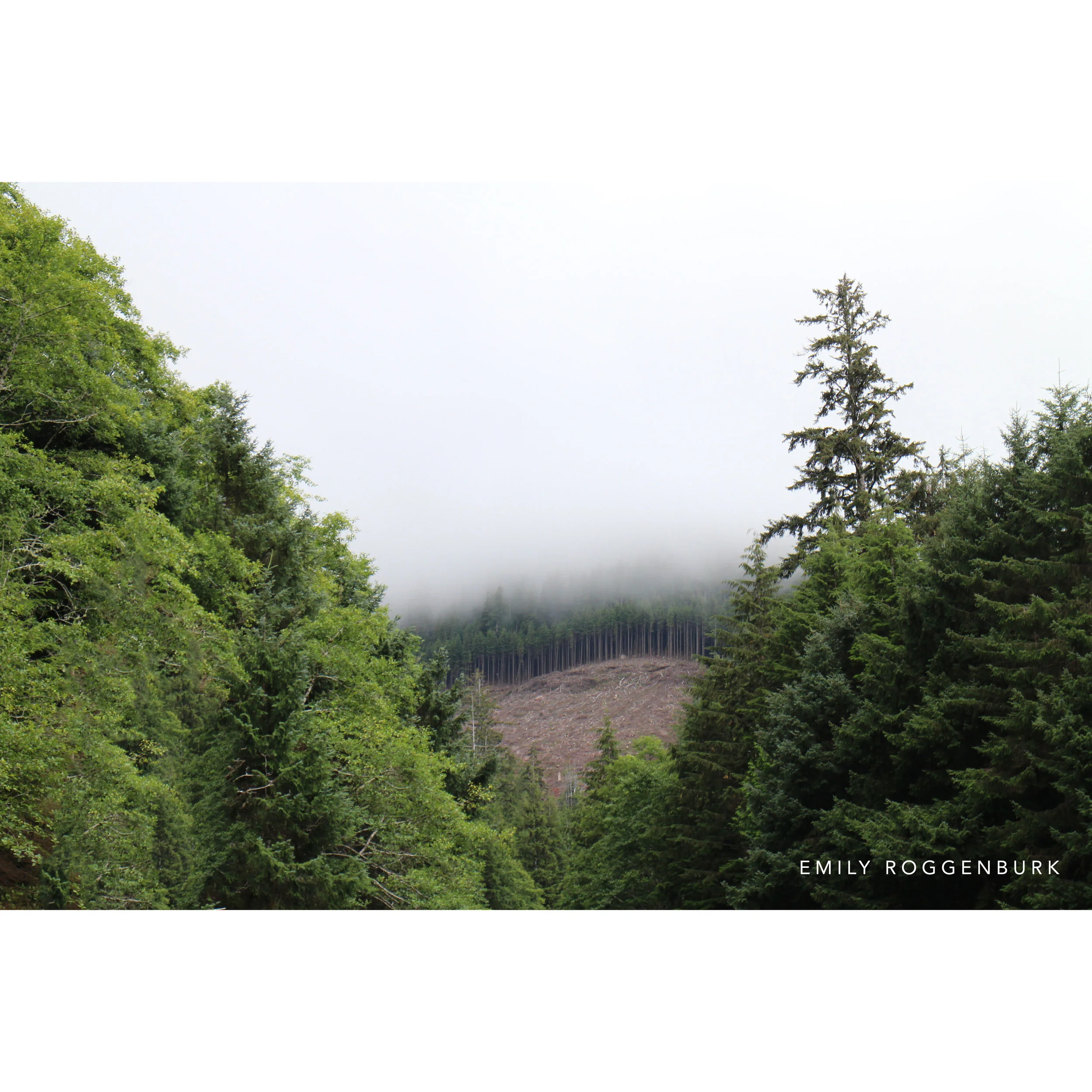 Oregon Fog SS.jpg
