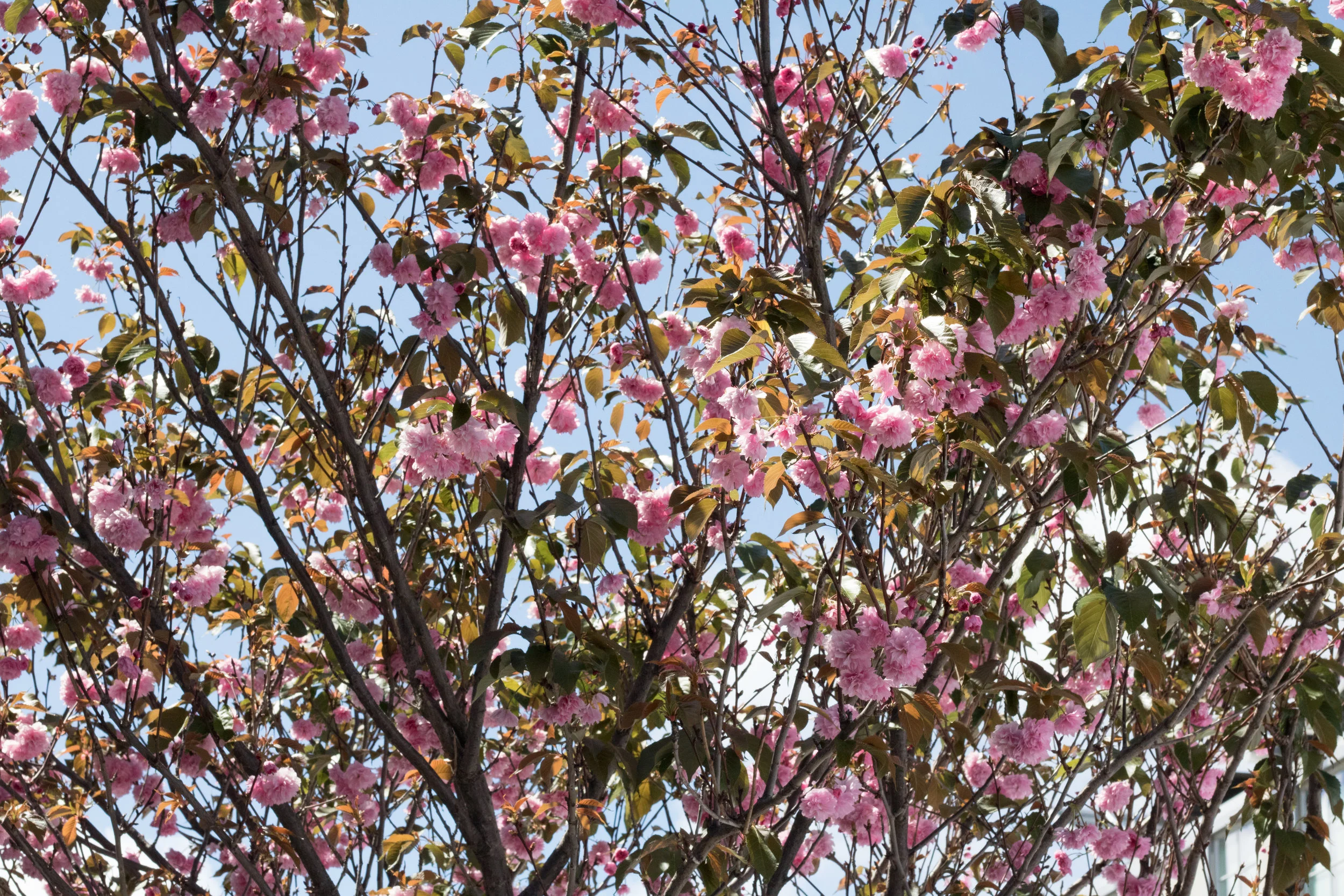 SFCherryblossom-50.jpg