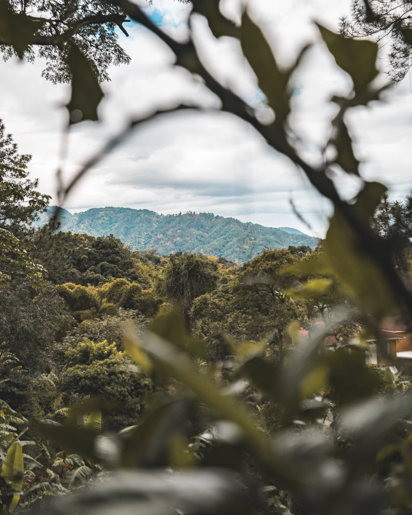 Mountains---Jamacia.jpg