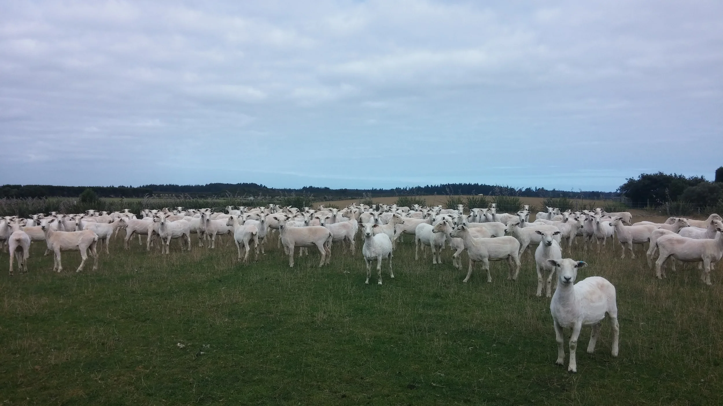 Sheep Shearing in New Zealand: Ewe Need a Haircut?