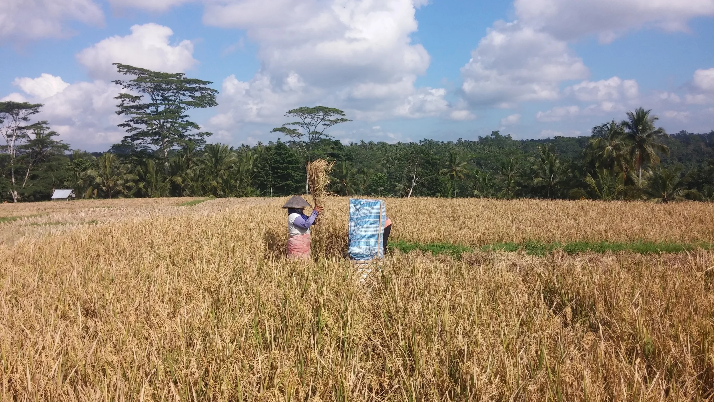 Drenched in Balinese Culture: Nyoman (Part 3)