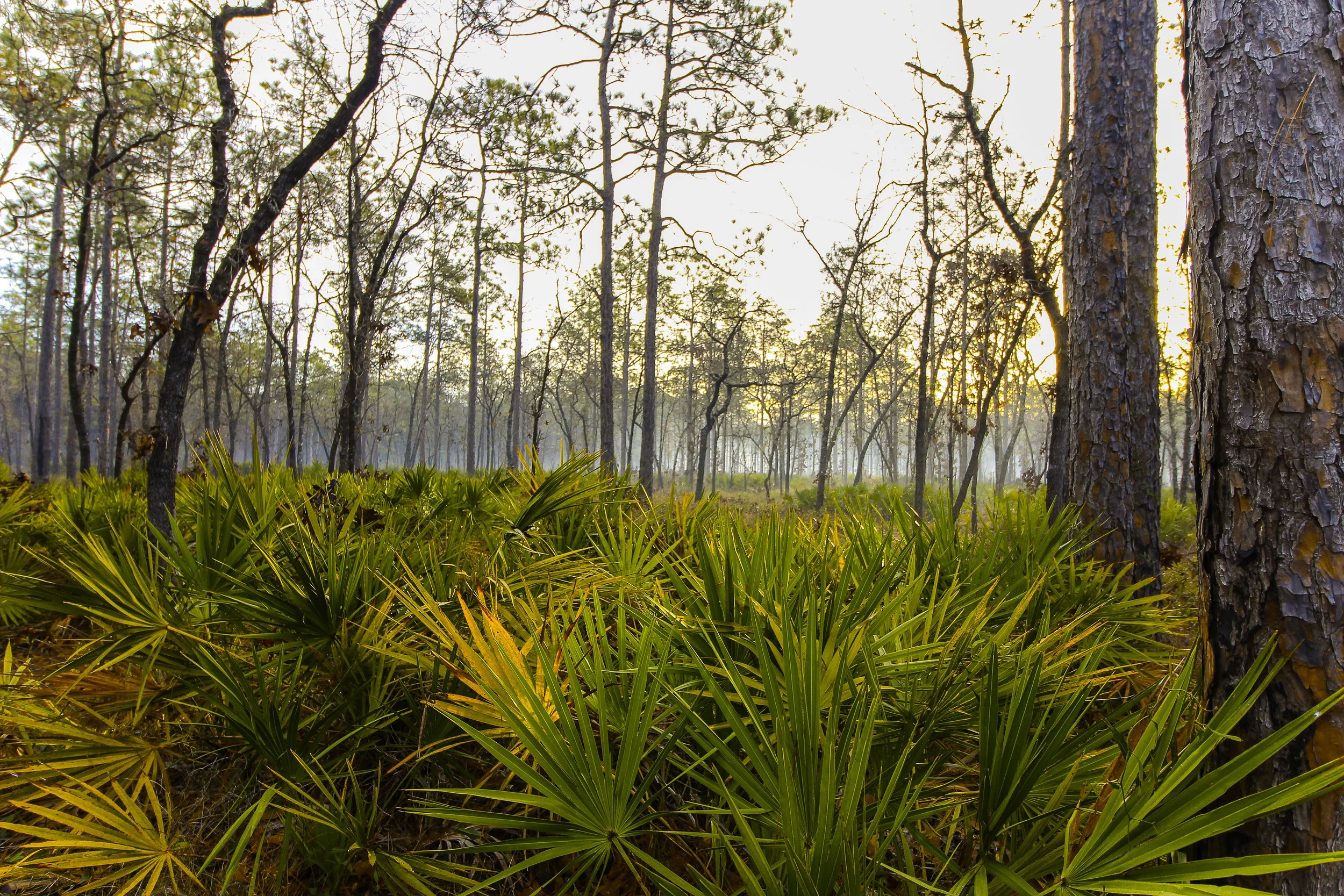 Morning Fog at Camel Lake Campground, Apalachicola National Forest, Florida, USA