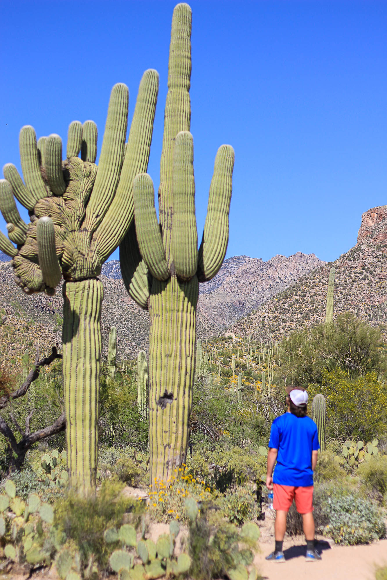 5 Shocking Facts About Arizona U2019s Saguaro Cactus  Did You