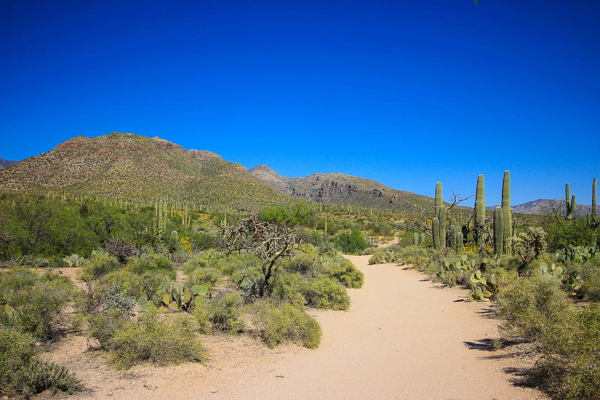 Sabino Canyon's 1/2 Mile Nature Trail- no shade here!