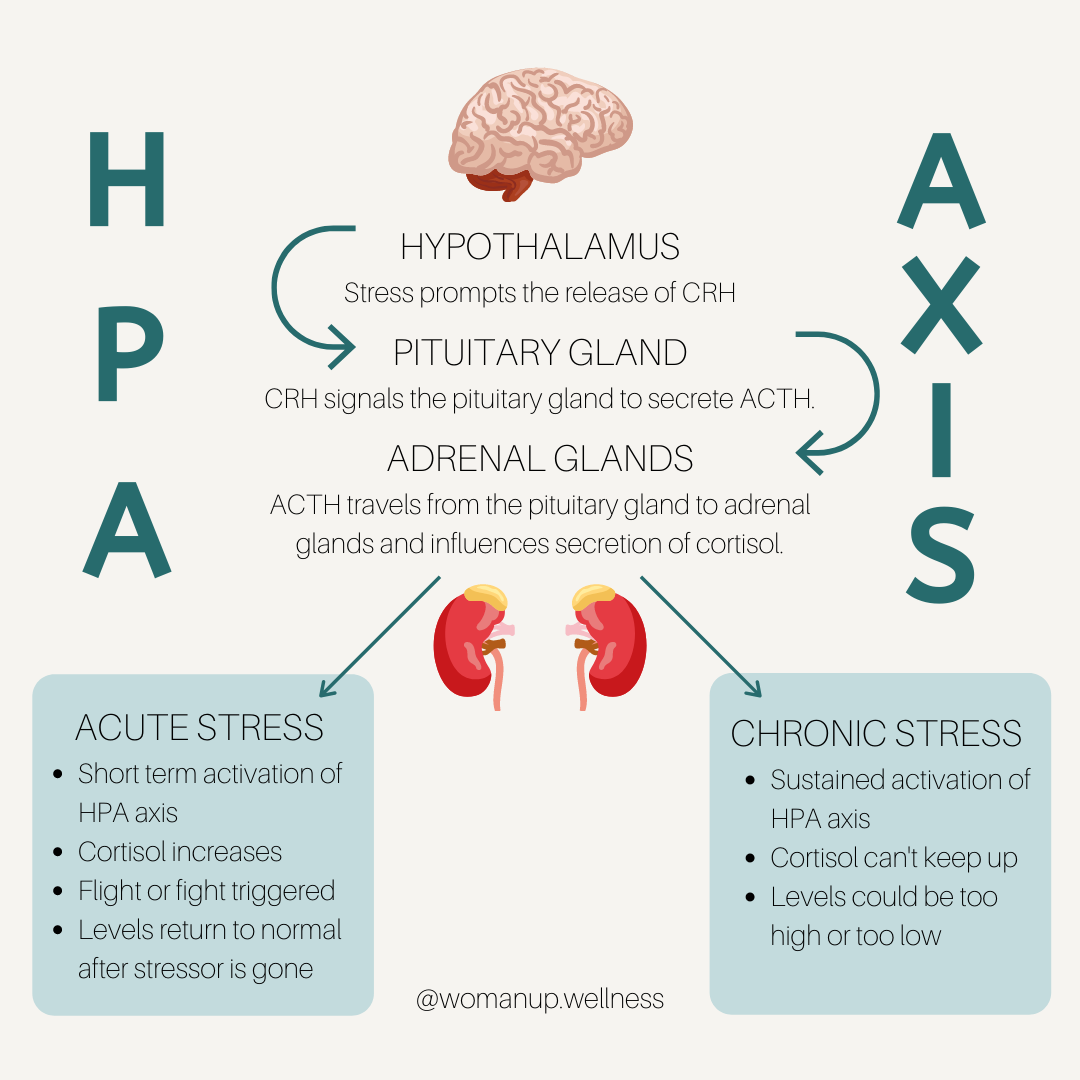 Hypothalamic Pituitary Adrenal System