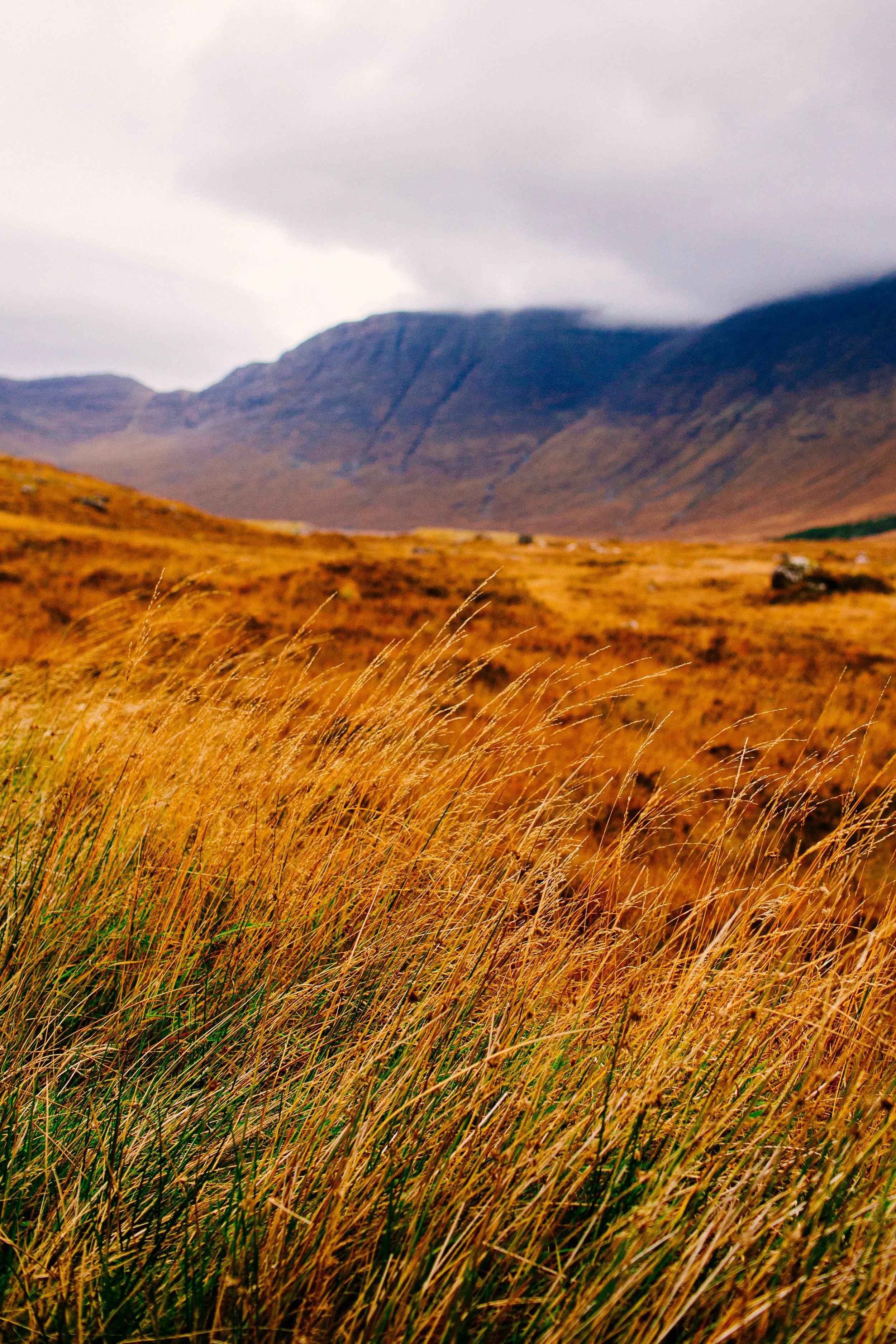 Closeup of grasses with the same mountains in the distance. Scotland, 2016.