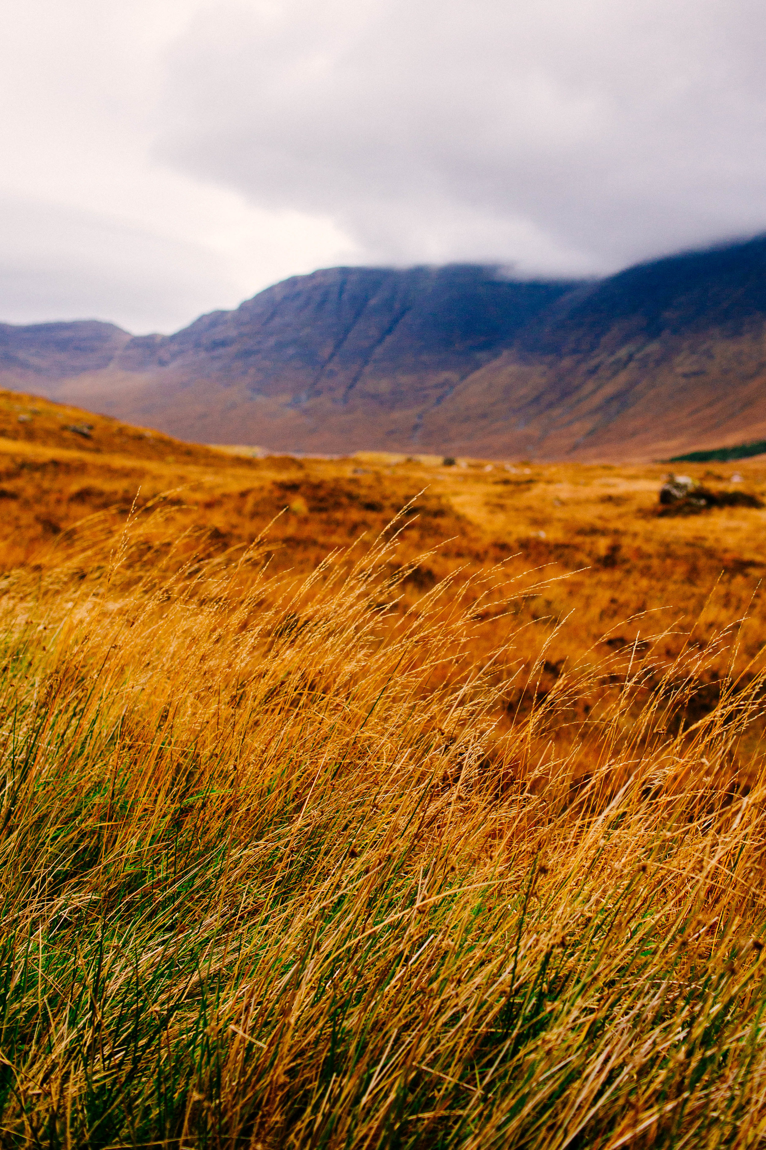 Closeup of grasses with the same mountains in the distance. Scotland, 2016.