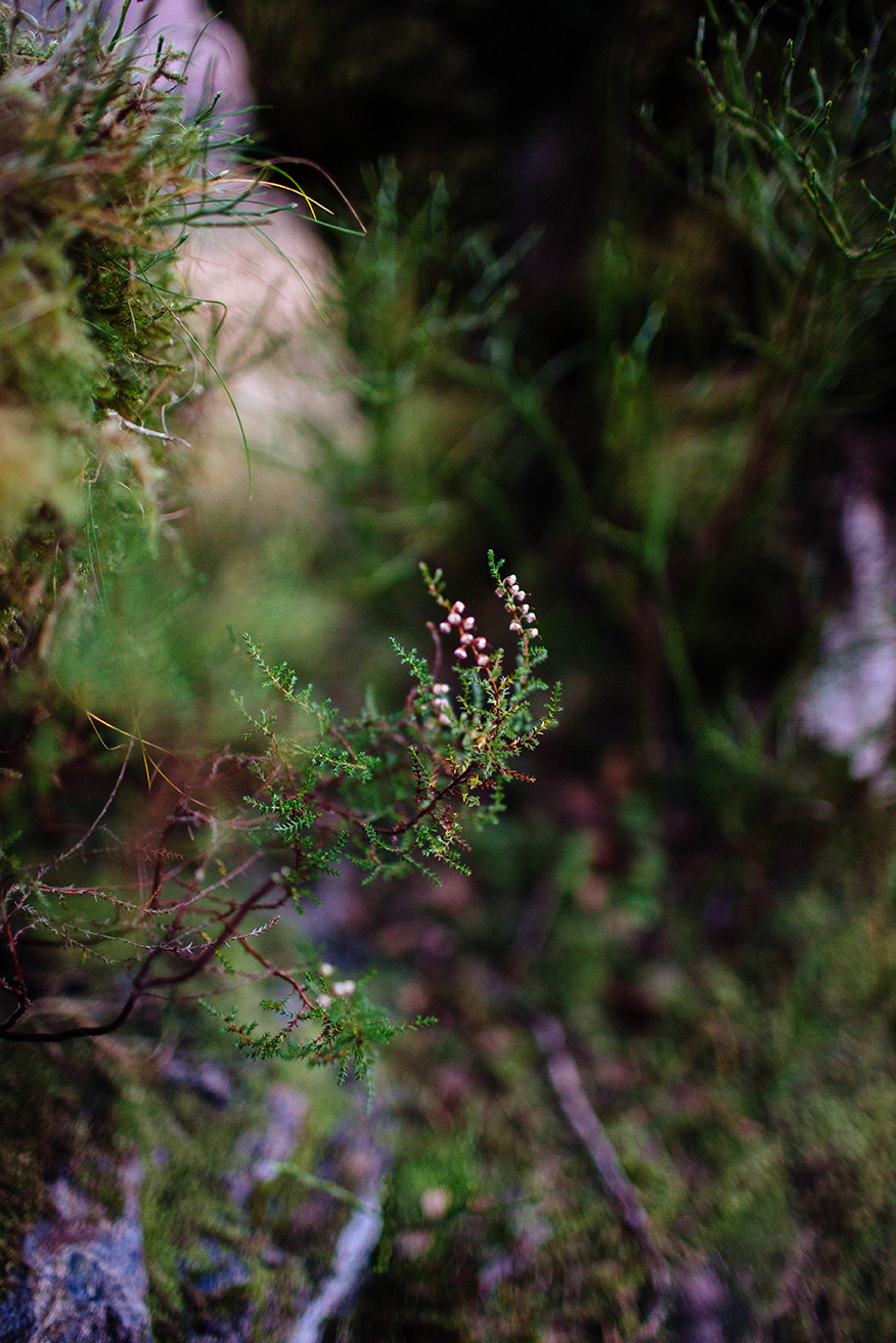 Scotland Fall 2016_0426.jpg